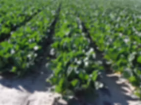Clayton Rawl Farms, Inc.