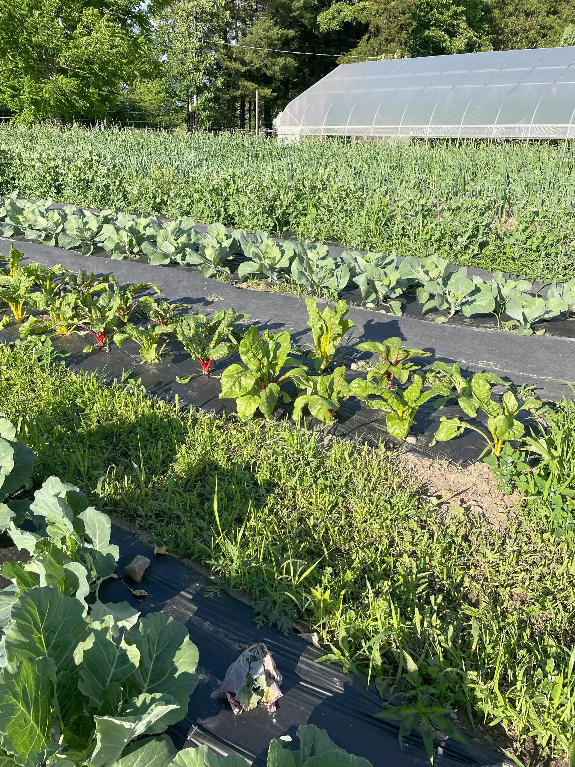 Clodhopper Farm photo 2