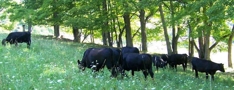 Cloudland Farm photo 2