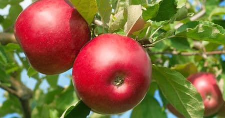 Collegeville Orchards