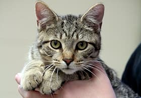 Connecticut Humane Society photo 2