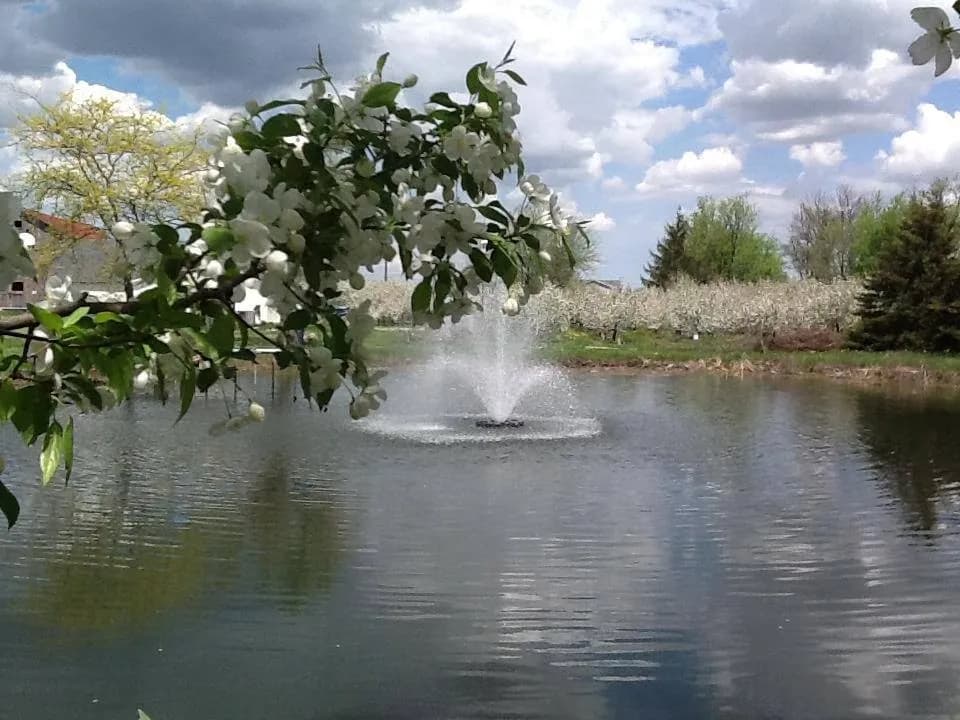 Cook's Orchard photo 2