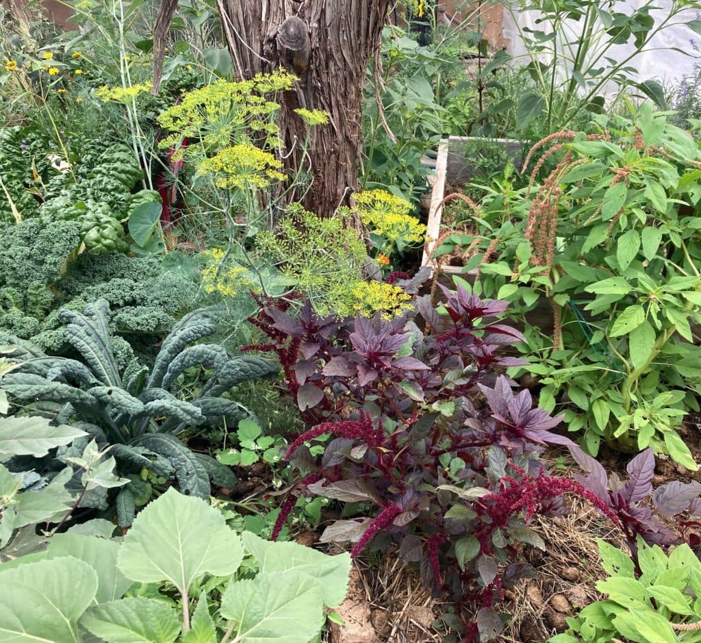 Cornucopia Plants