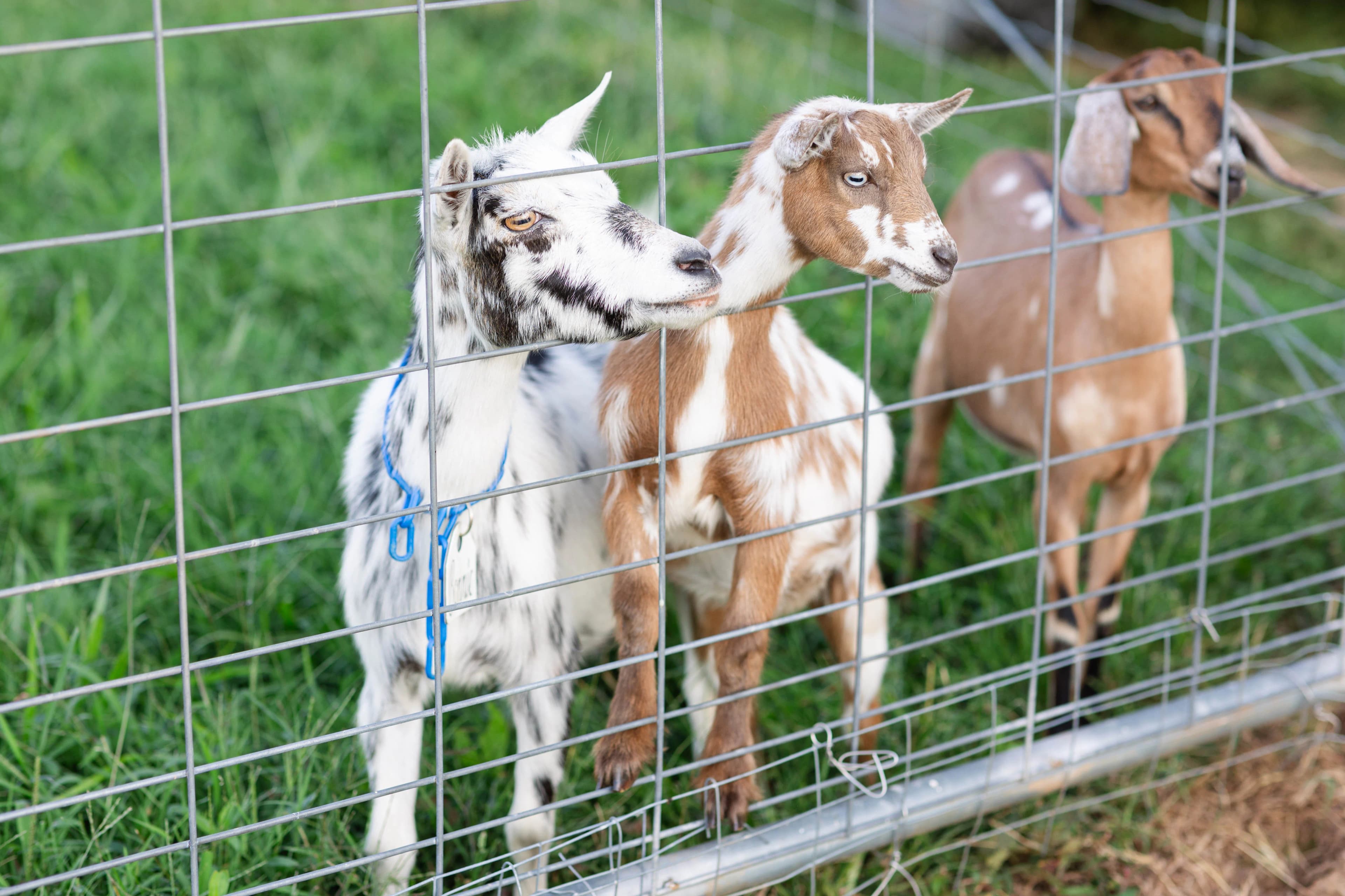 Count Your Blessings Farm