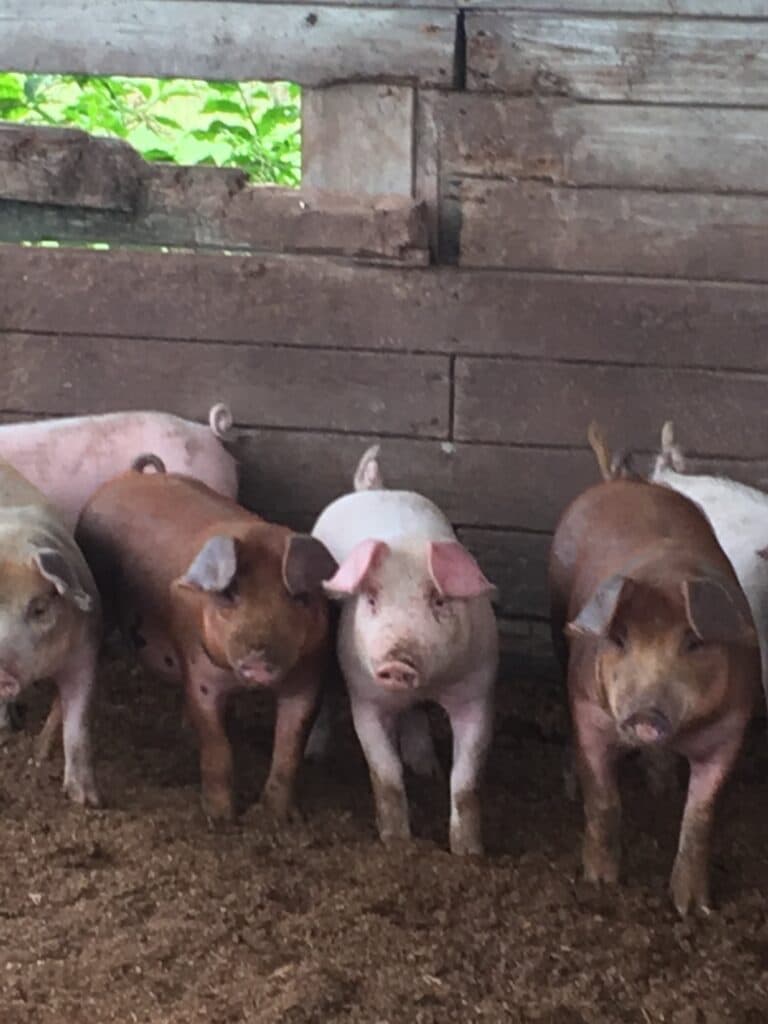 Country Vittles