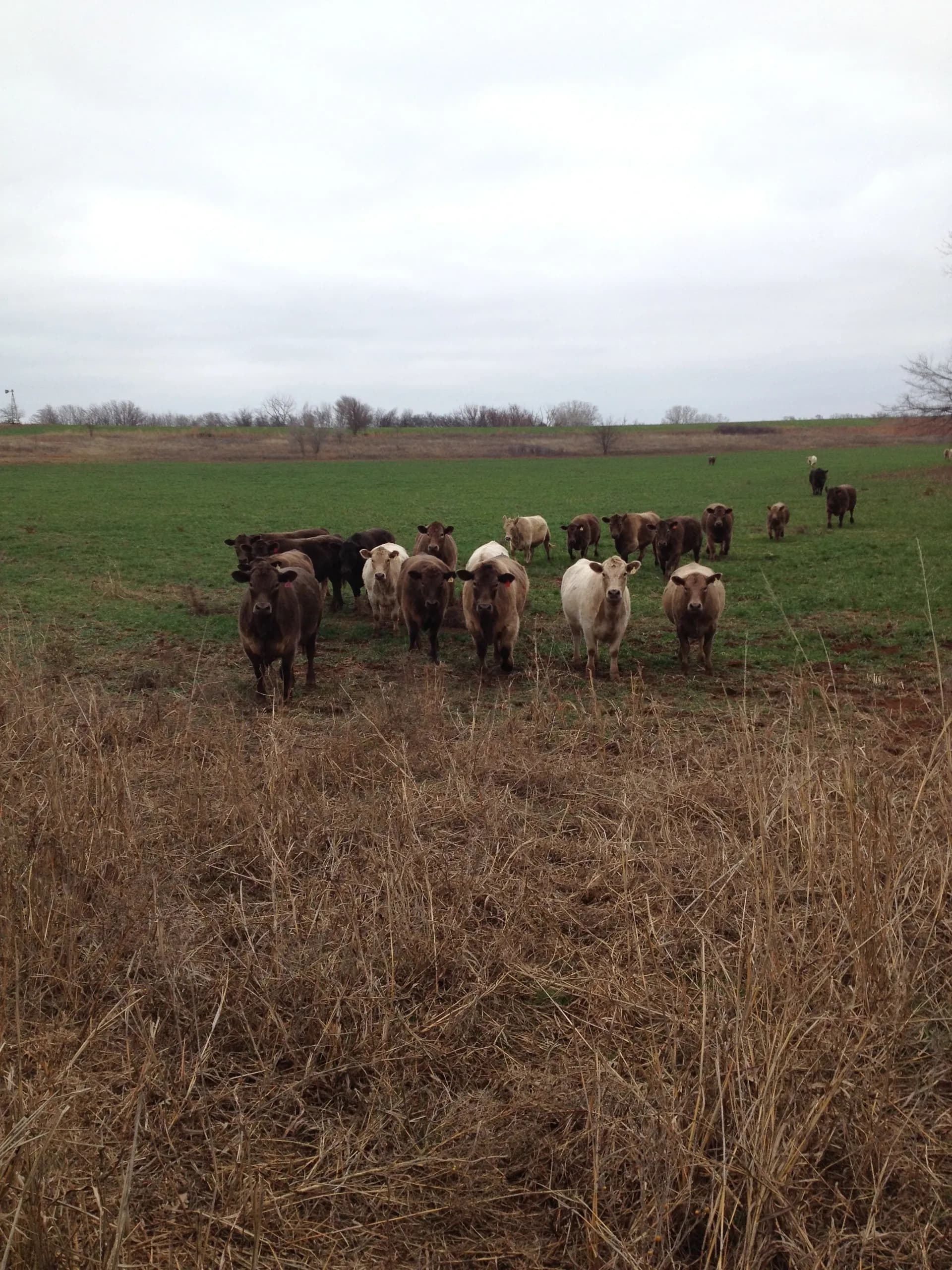 Crispin Grass Fed Beef photo 2
