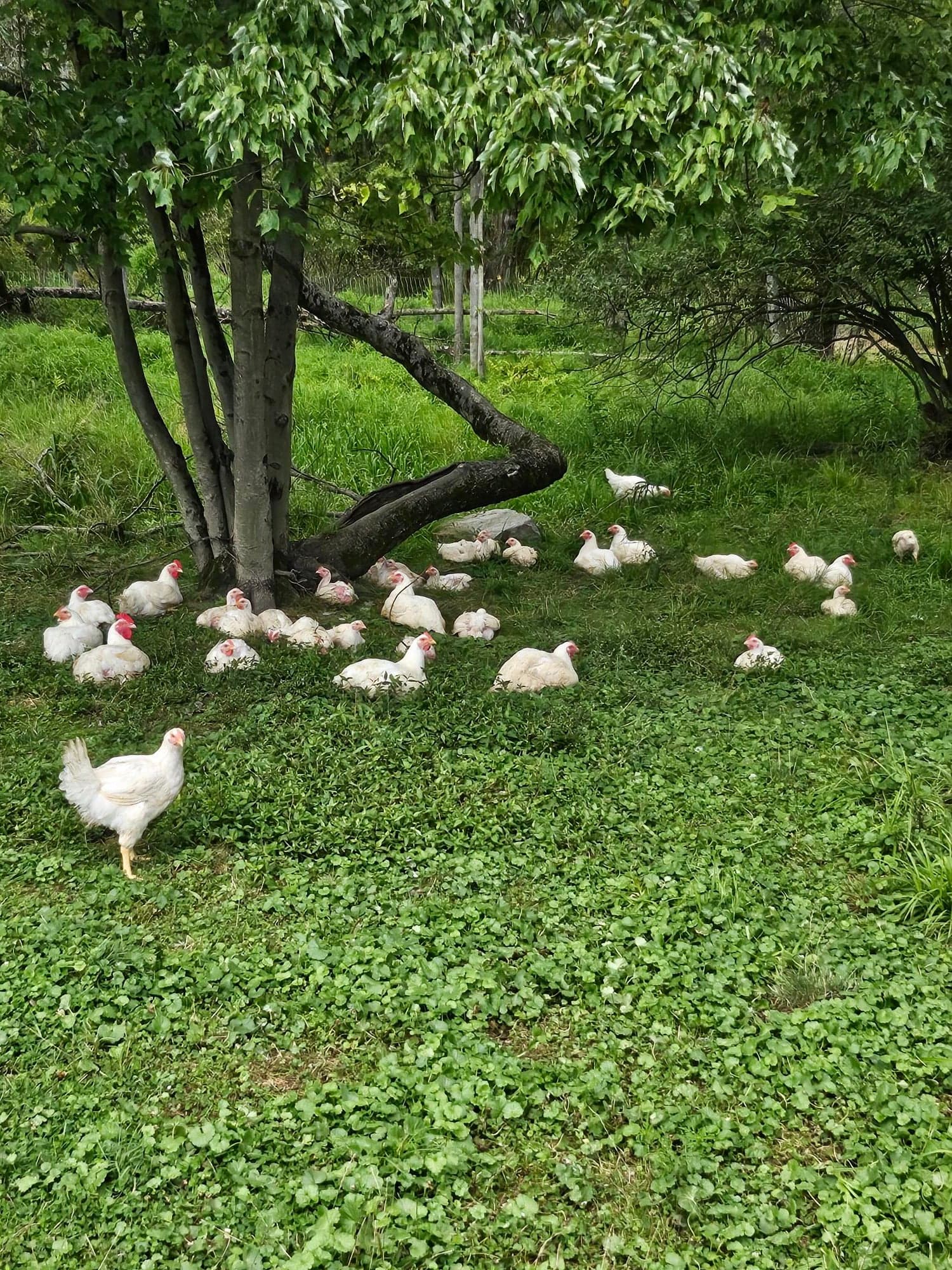 Crooked Tree Chicken Ranch