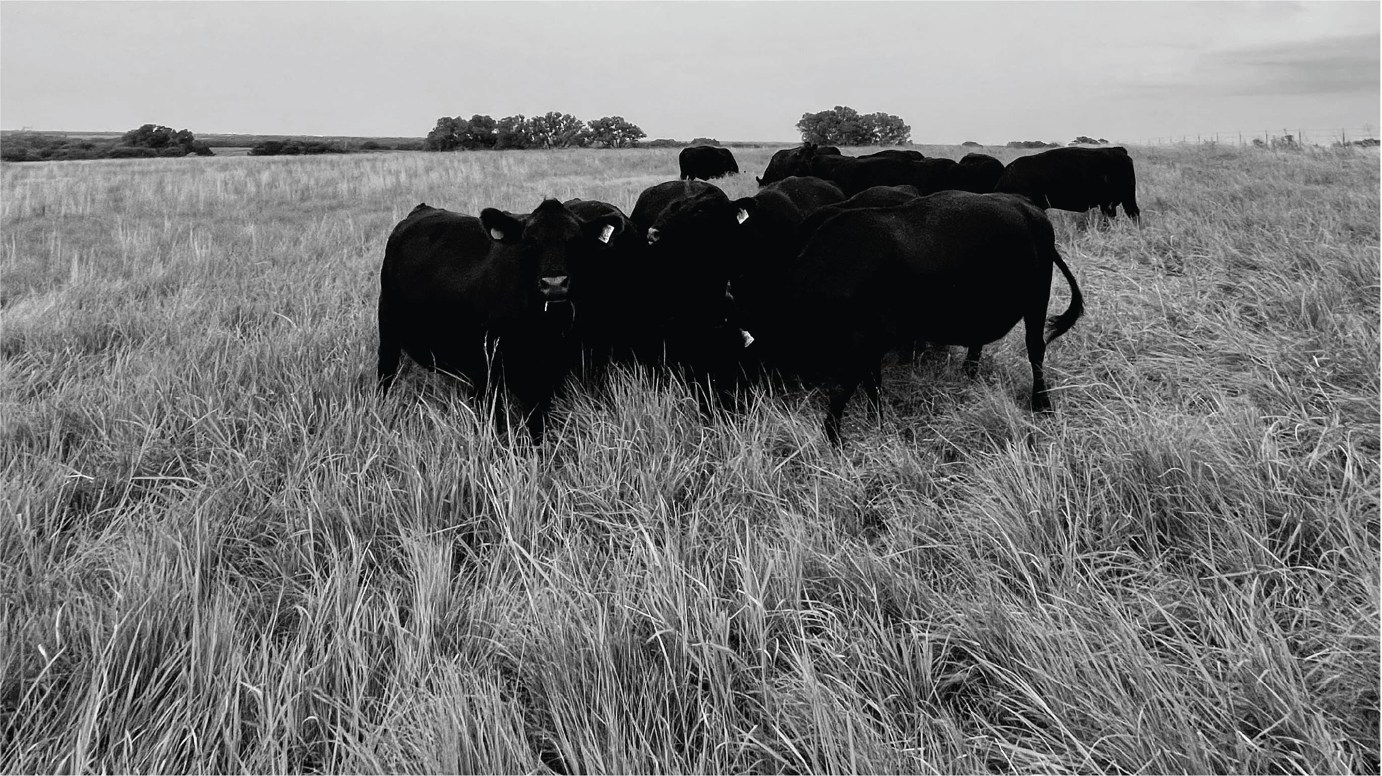 Cross Cattle Co.