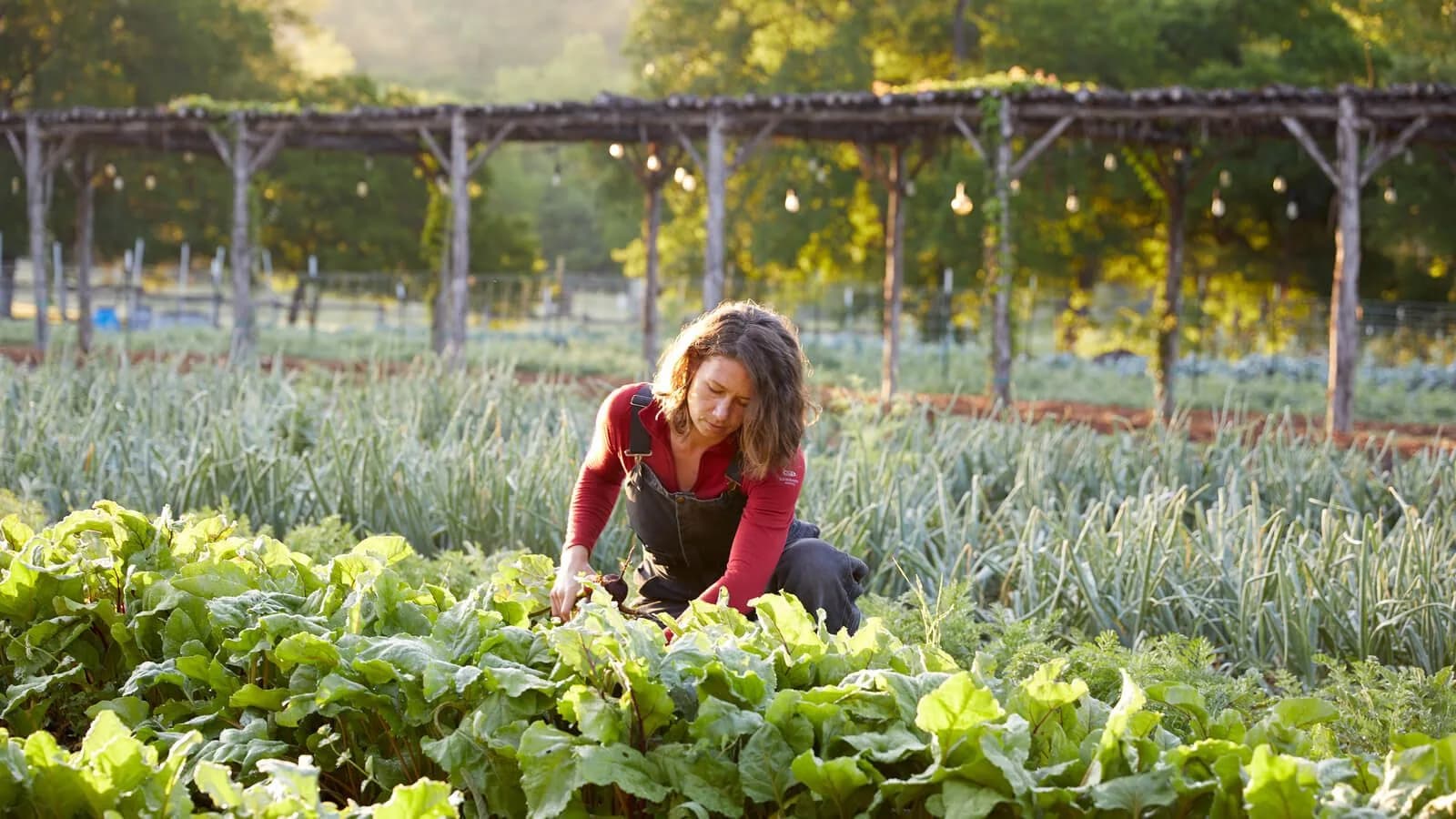 Cypress Creek Farm