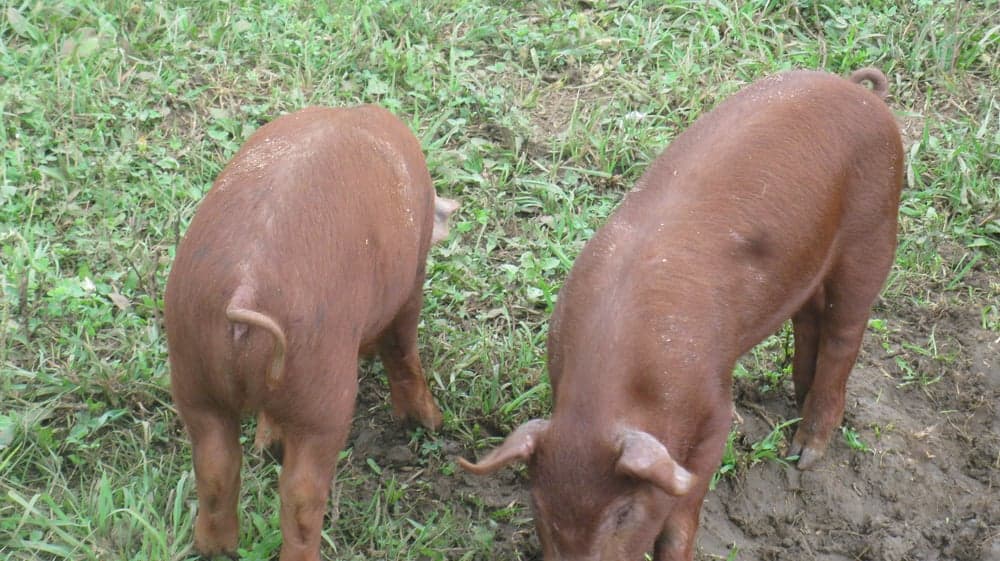 D & L Pastured Meats