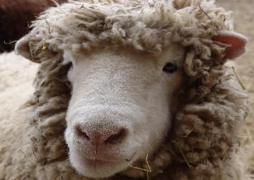 Dashing Star Farm photo 2