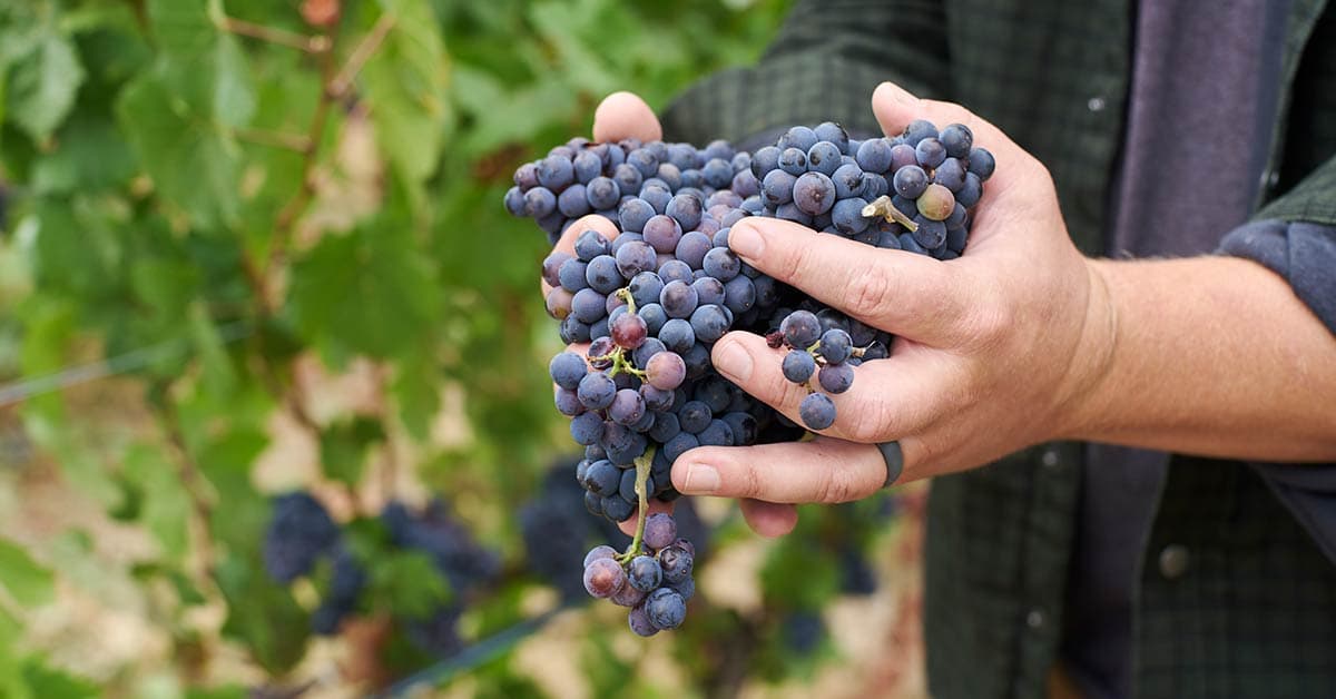 Dauntless Wine Company