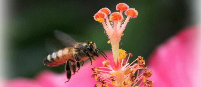 deb-Bee's Honey
