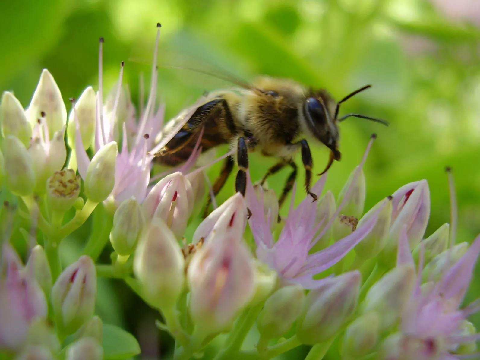 Dee's Bees