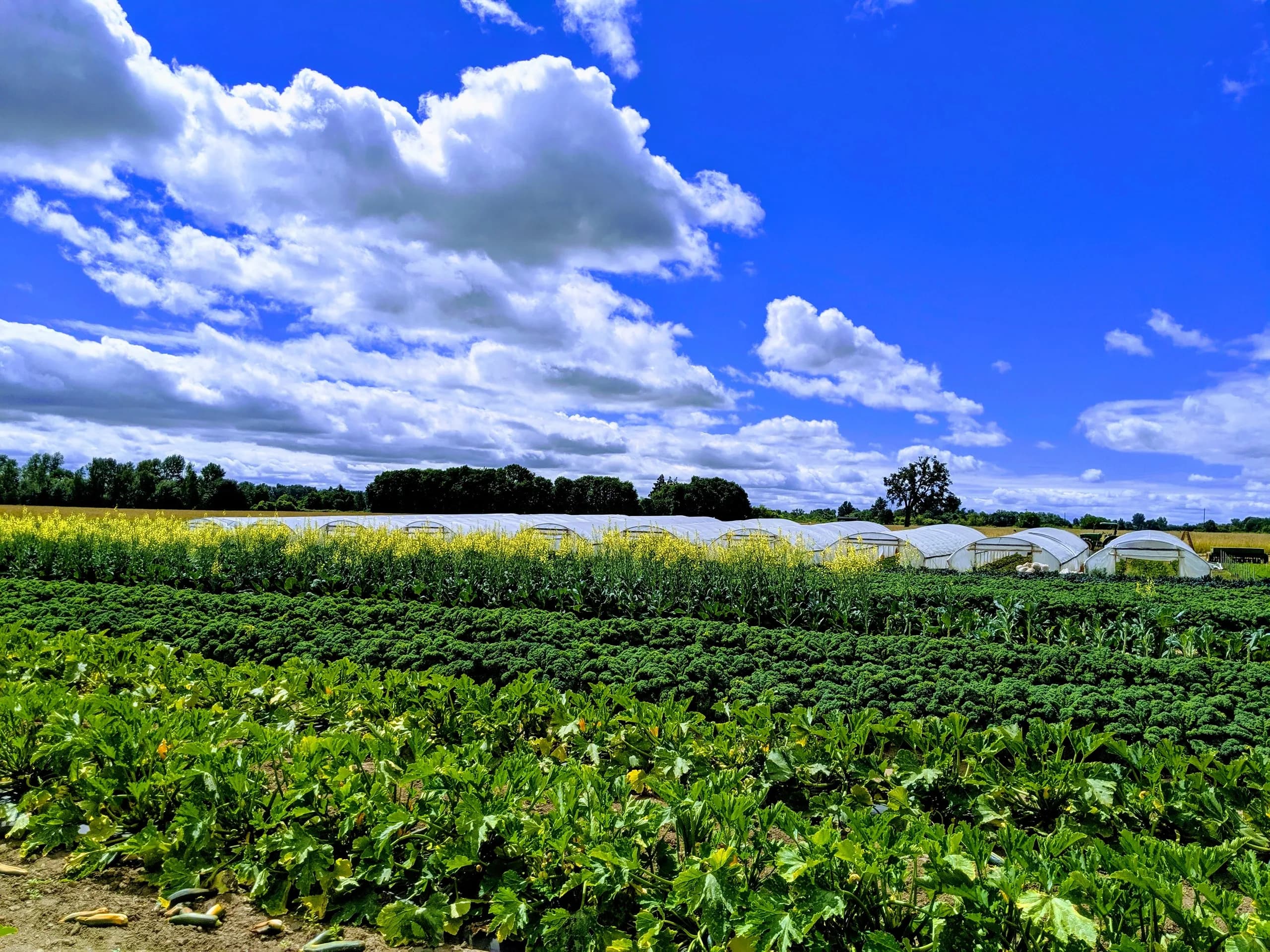 Deep Roots Farm