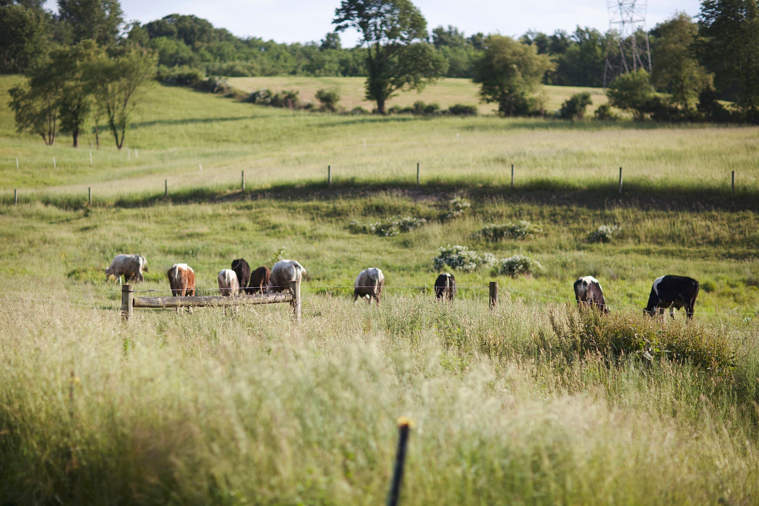 Deep Roots Valley Farm