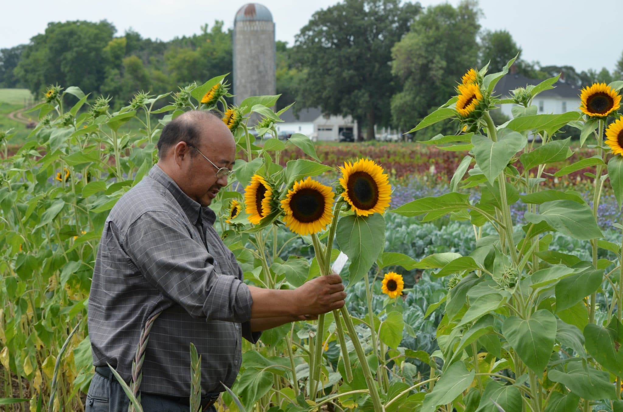 Ders Farm