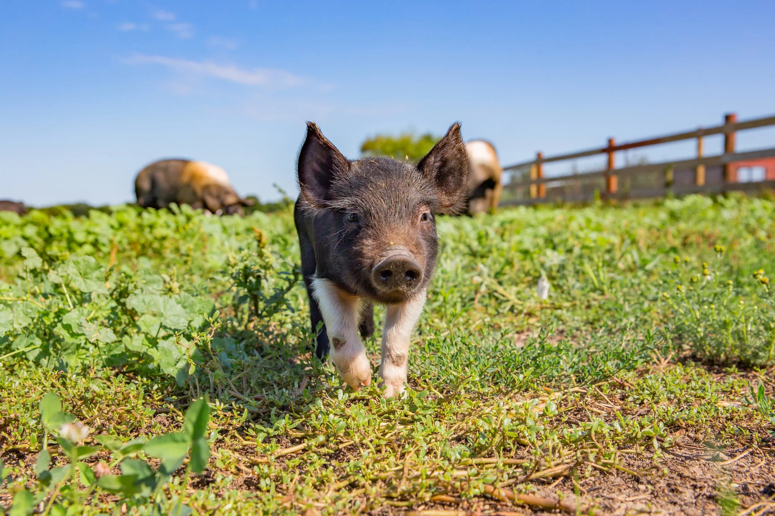 Deutsch Family Farm photo 2