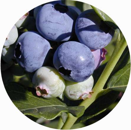 Dexter Blueberry Farm photo 2