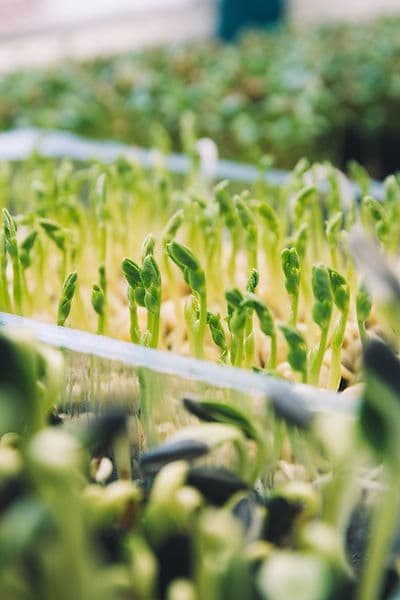 Dexter's Microgreens
