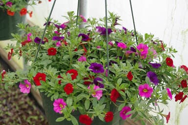 Dick's Market Gardens