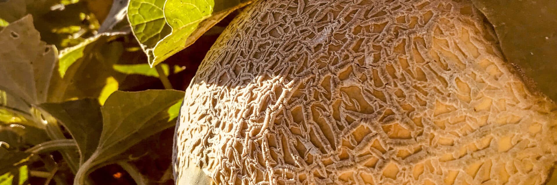 Dixon Melons, Inc. photo 2