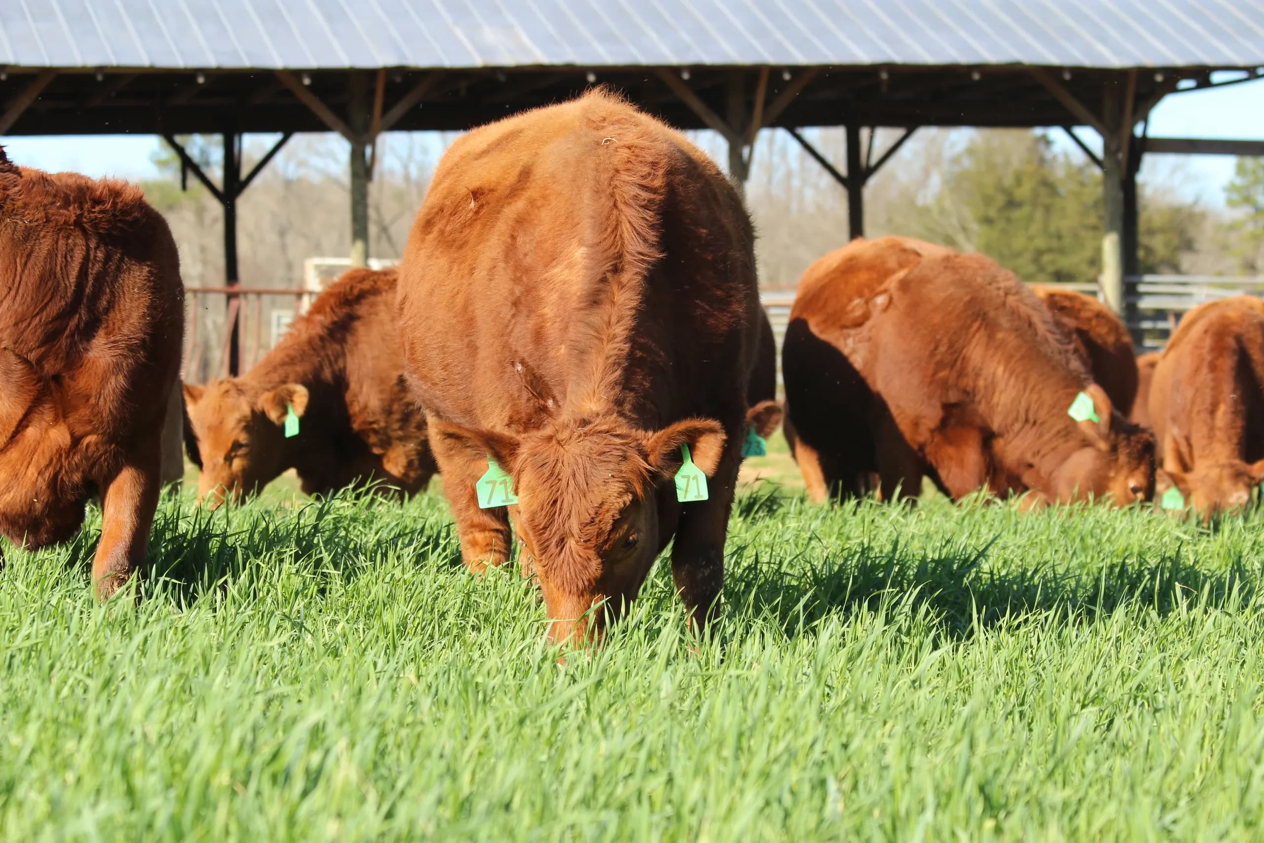 Double R Cattle Services, Inc. photo 2