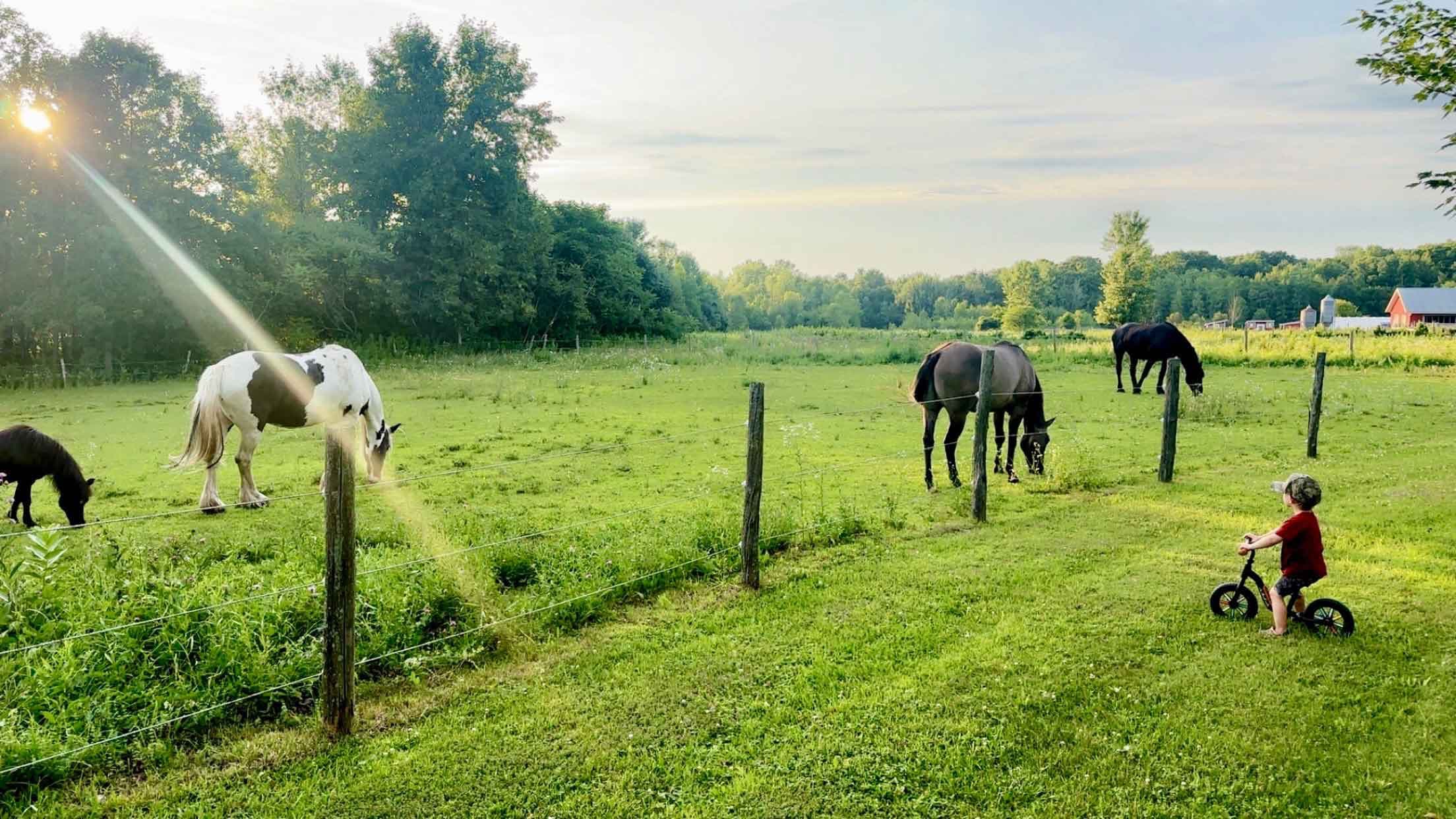 Dreamwalker Farm
