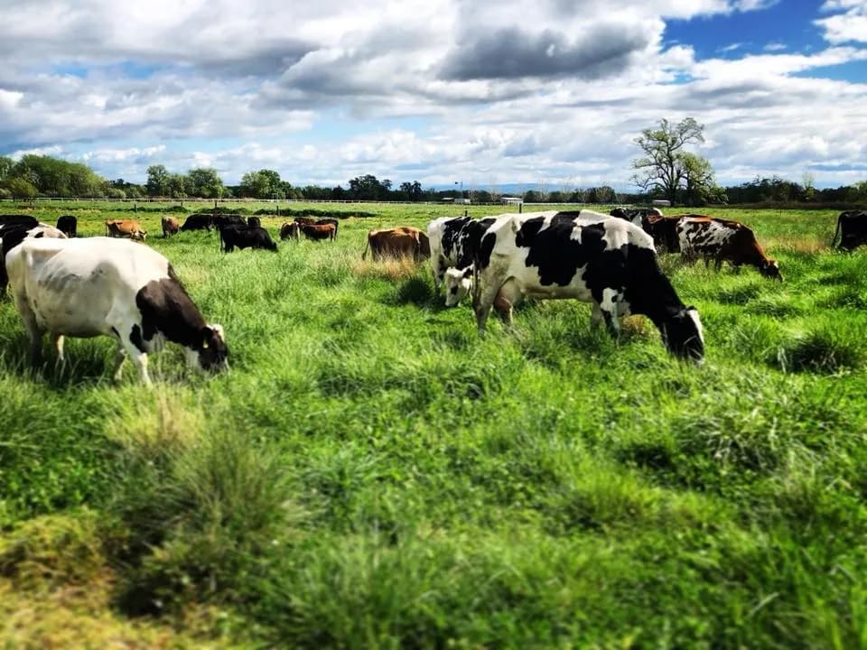 Duivenvoorden Farms photo 2