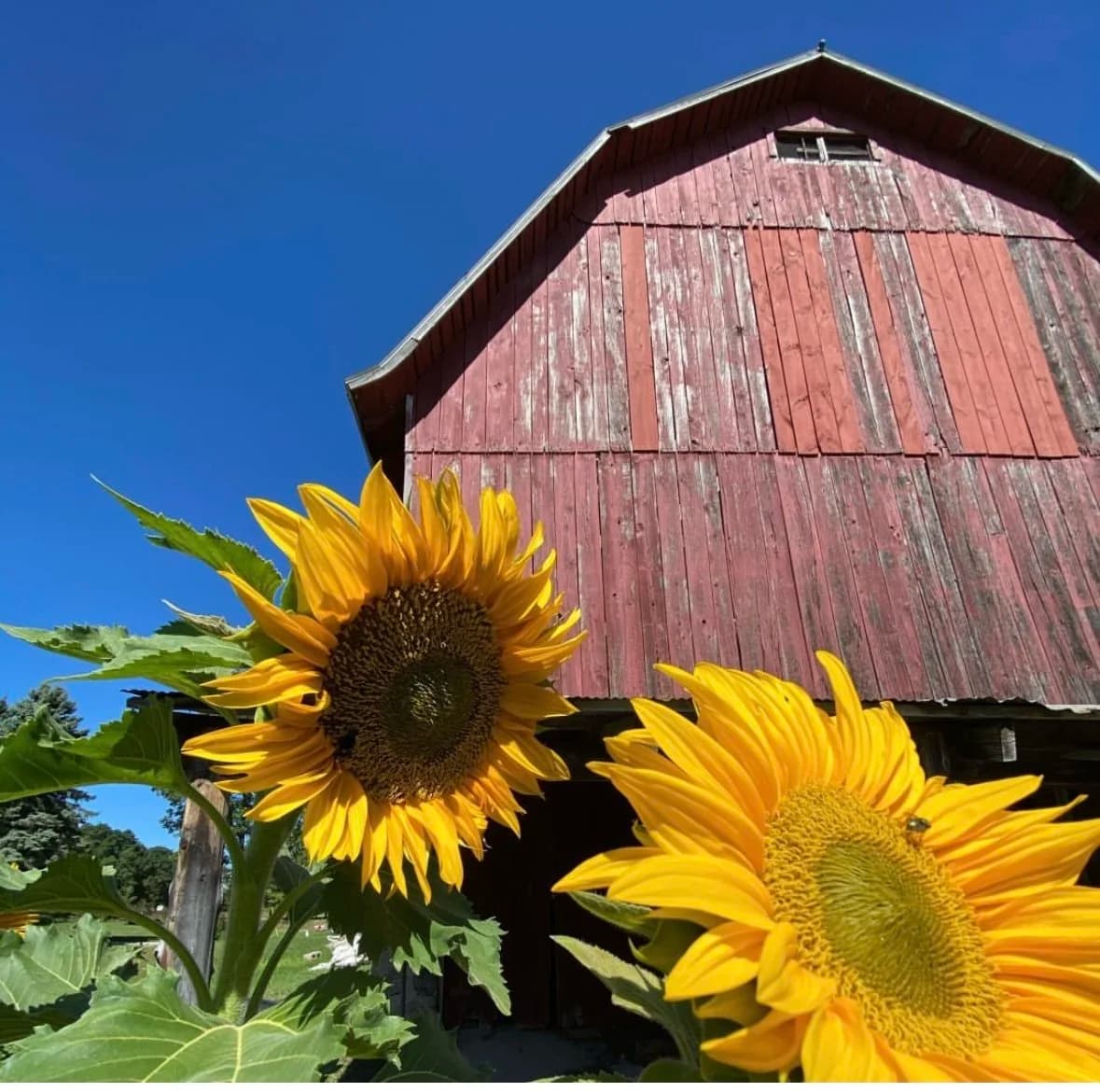 Duncan Farm