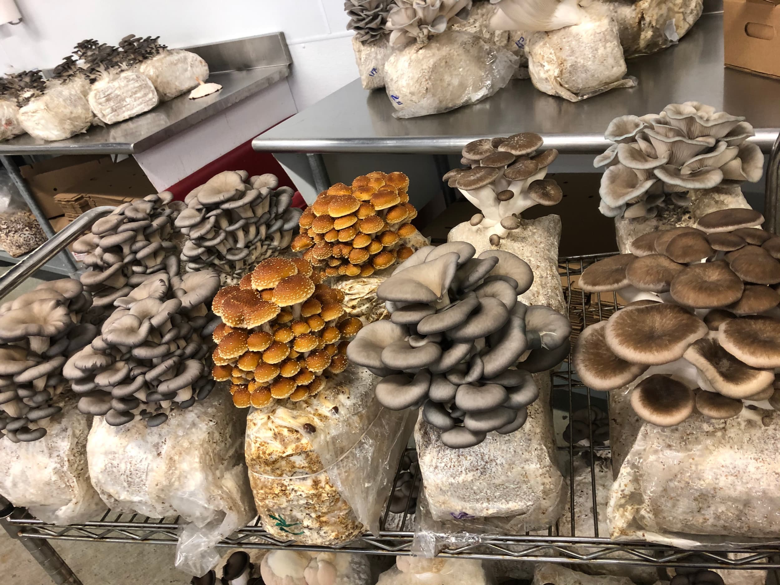 Dunk's Mushrooms