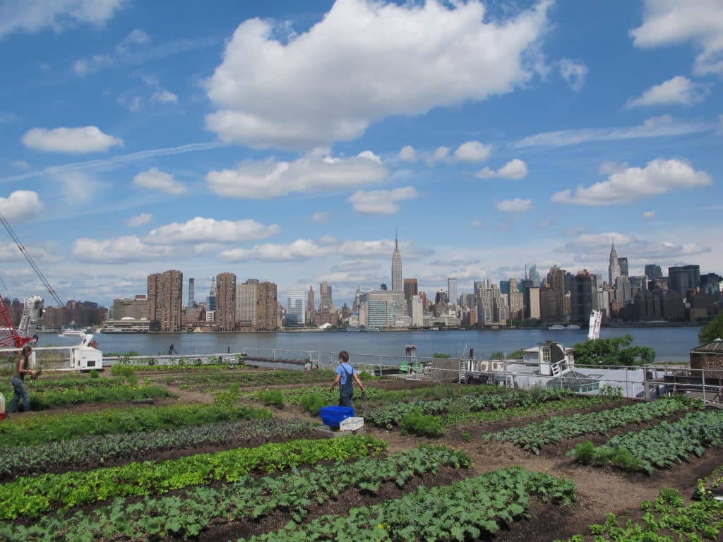 Eagle Street Rooftop Farm