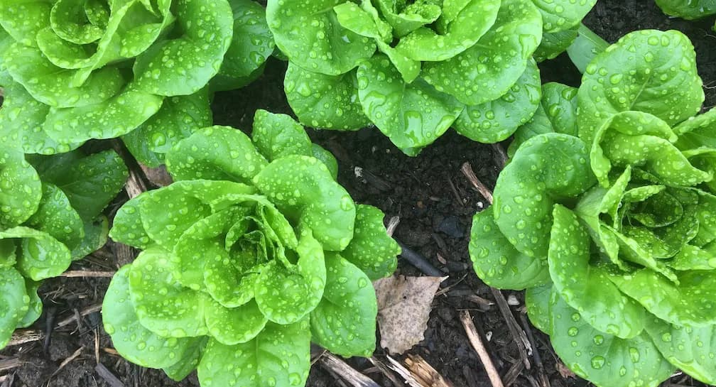 Edgie's Veggies