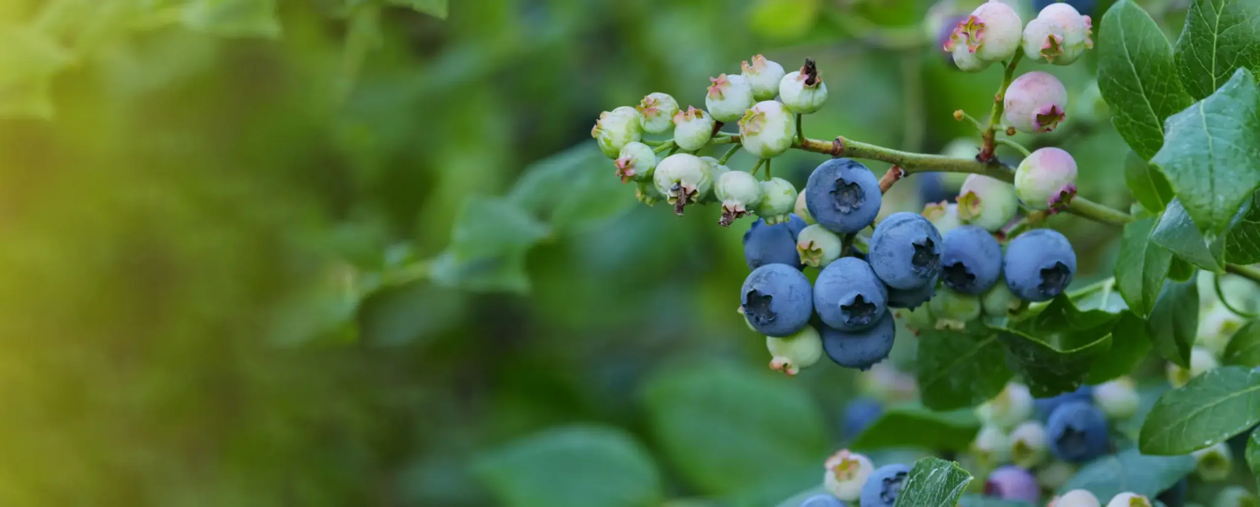 Eenigenburg's Blueberries photo 2