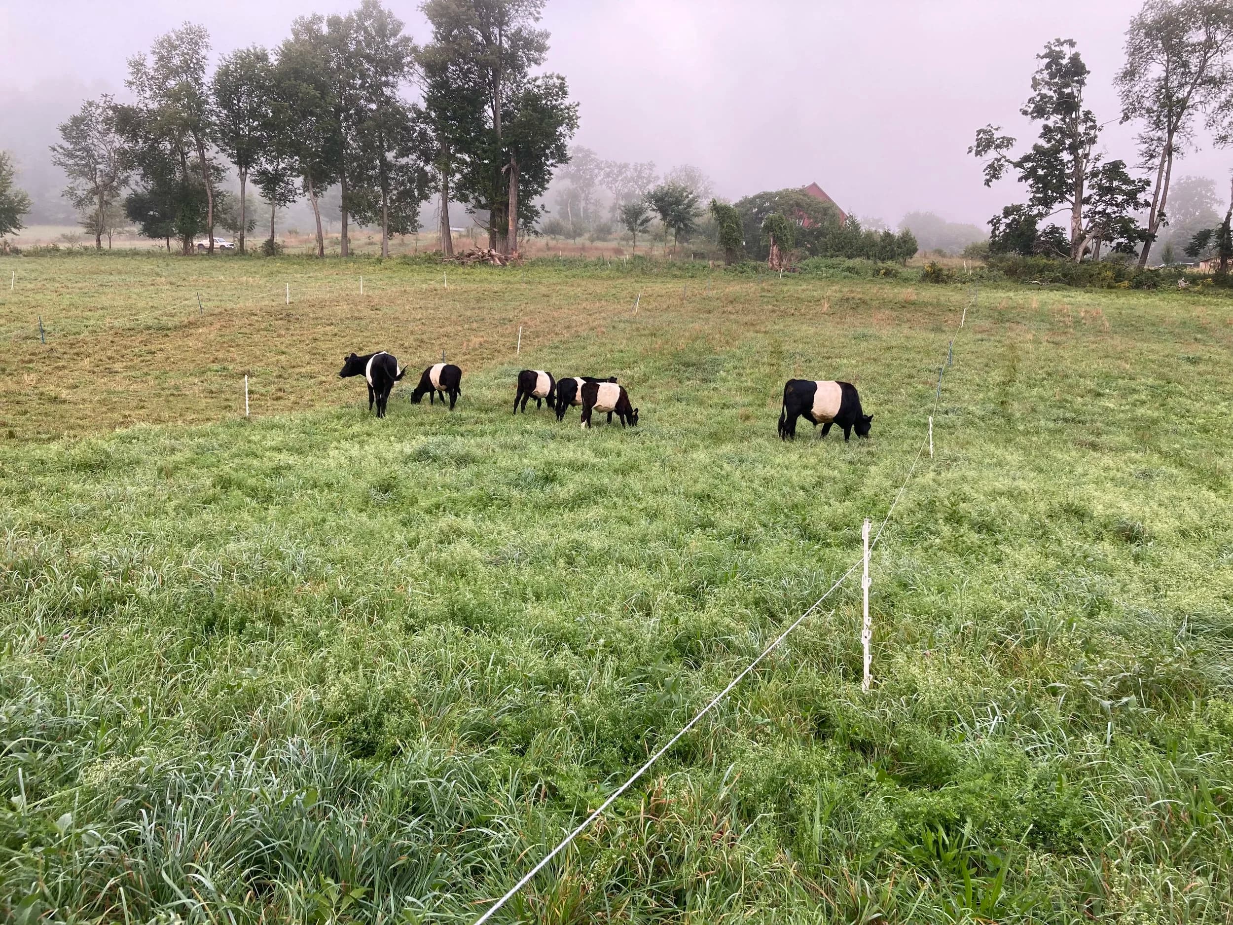 Everyday Farm