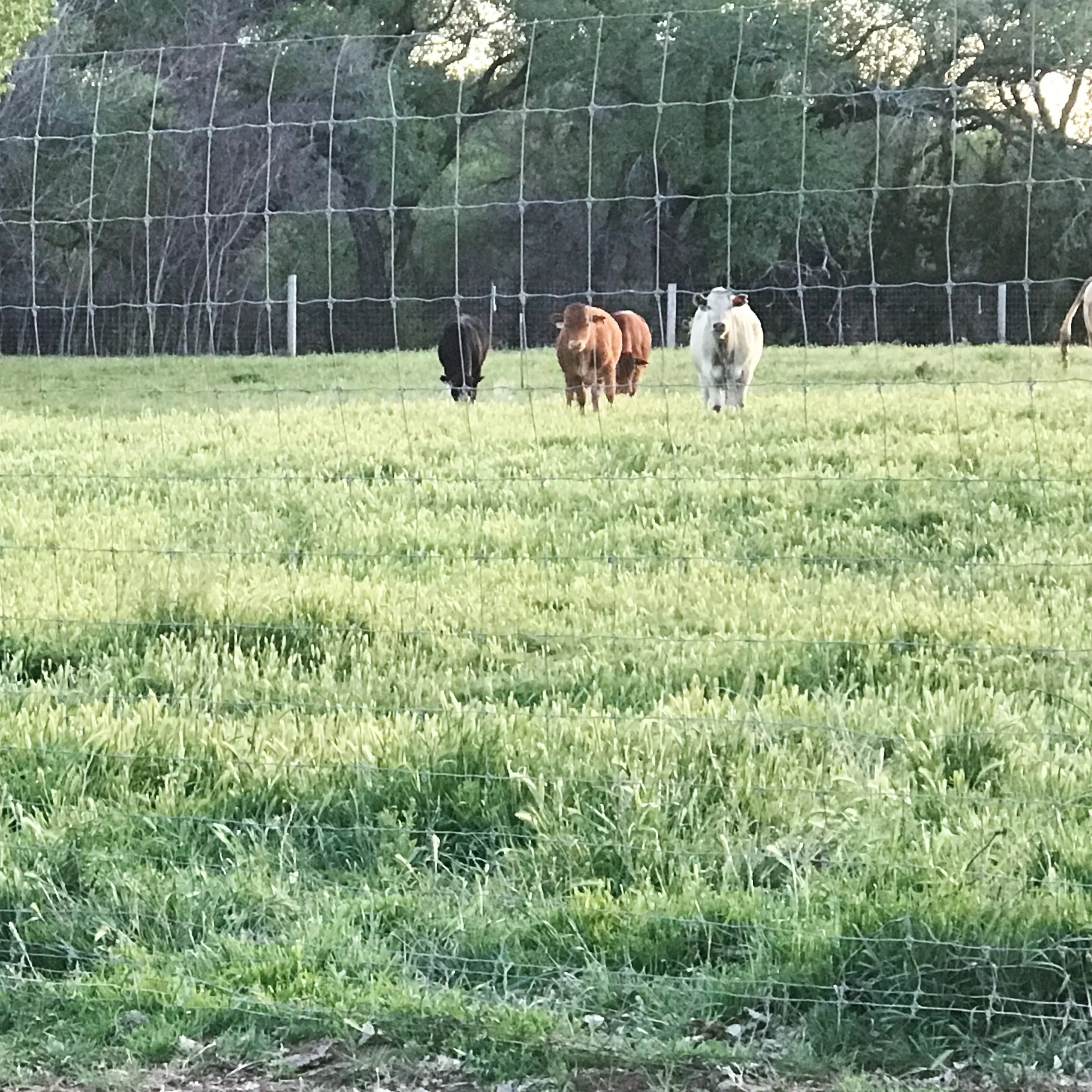 EZ Ranch