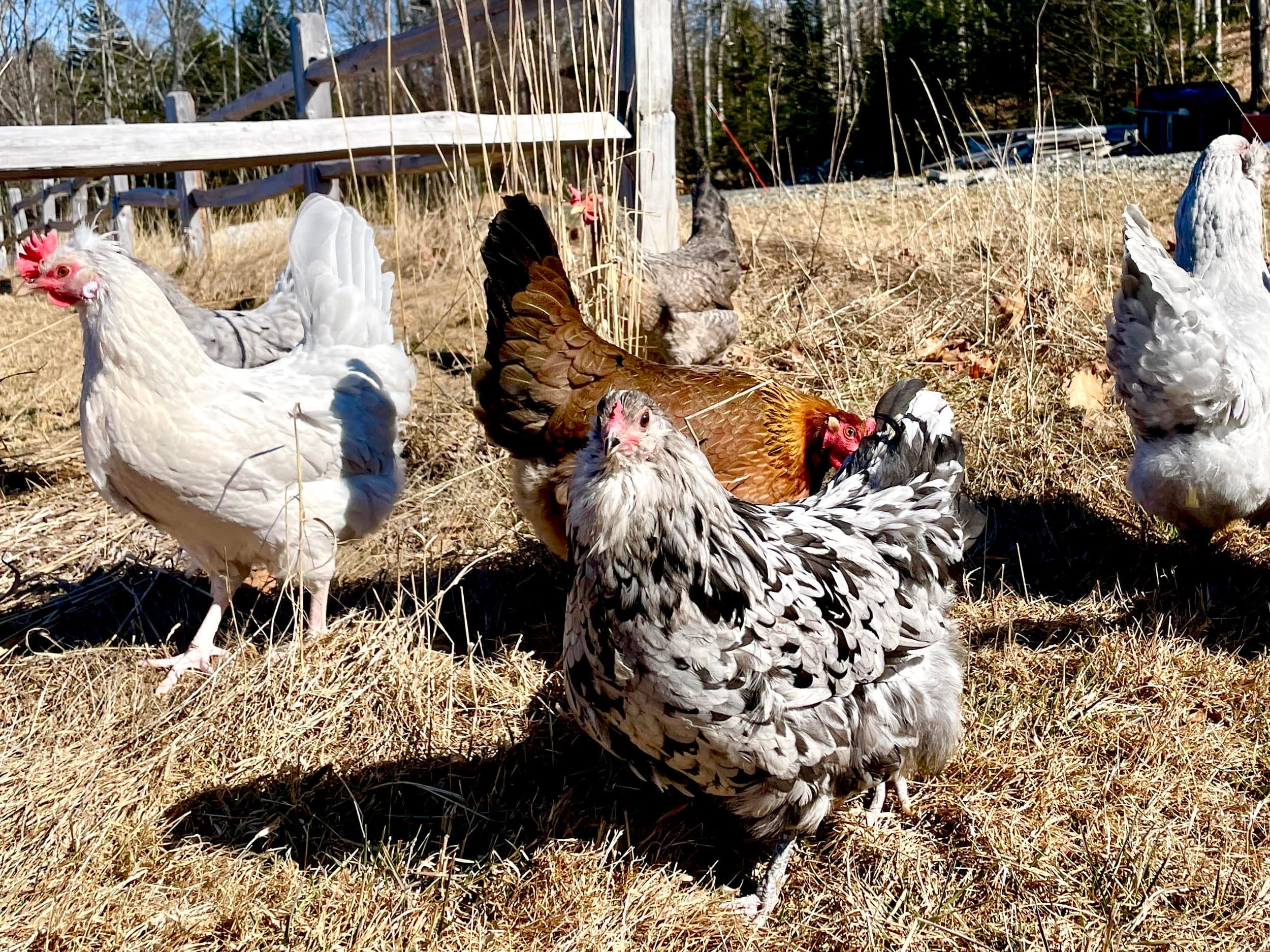 FAIRY PINE FARM