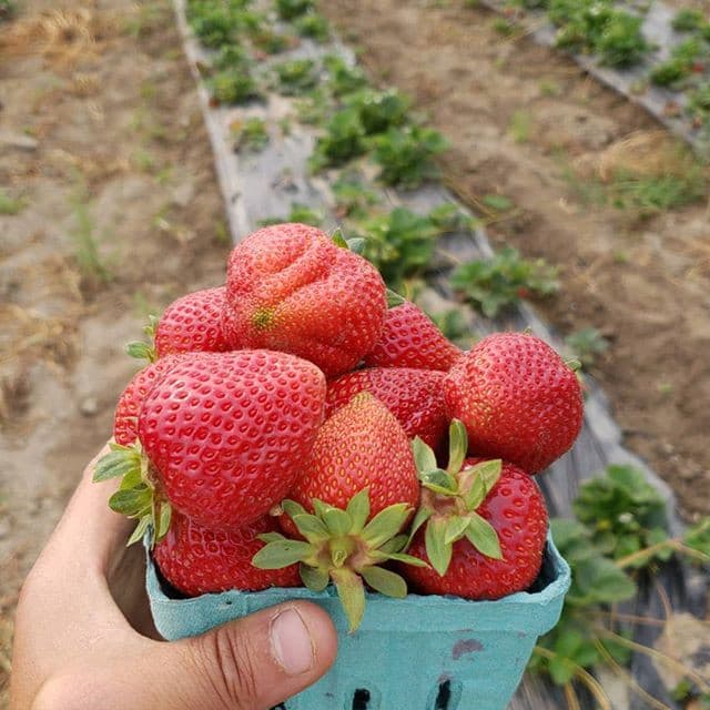 Farias Farm LLC