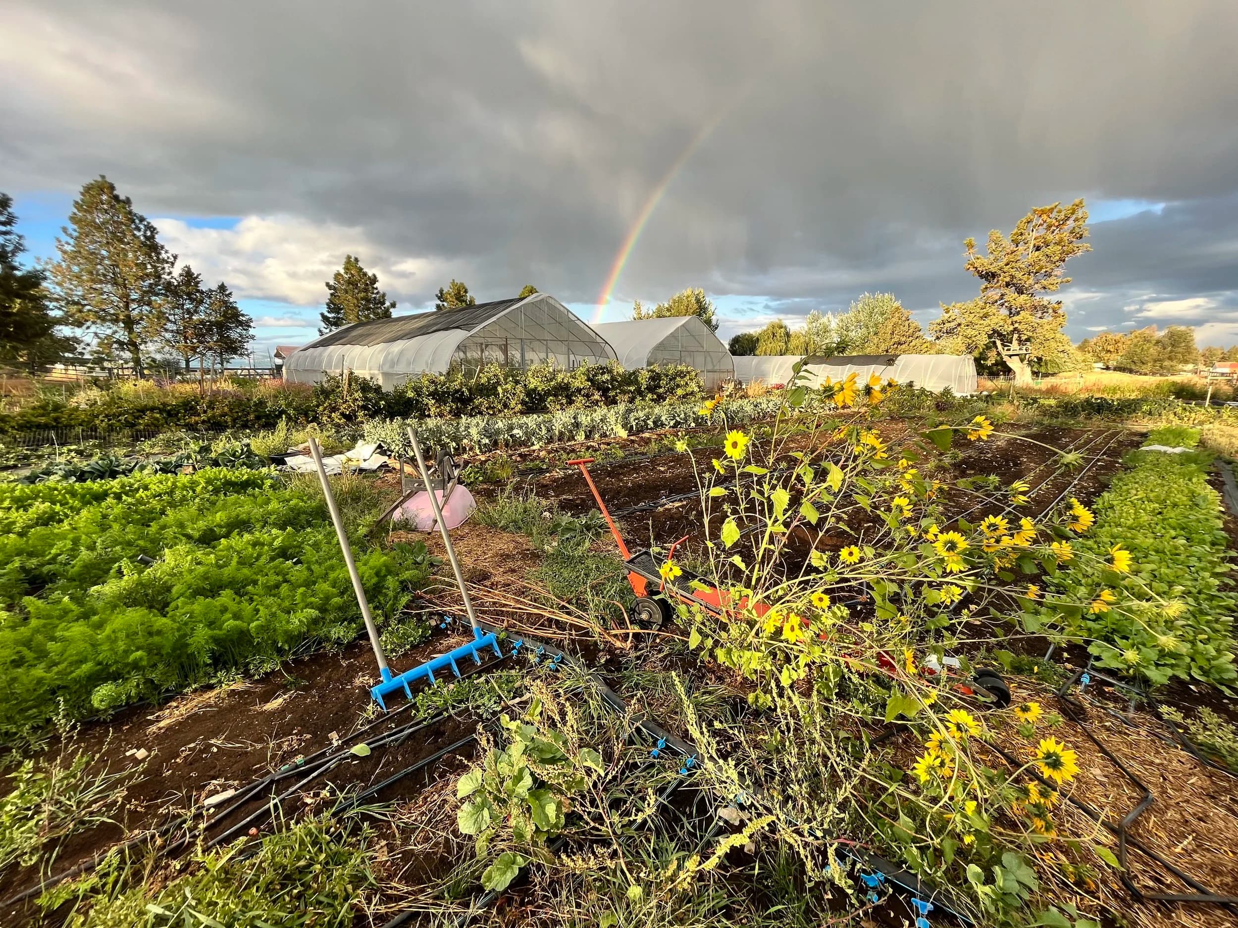 Fibonacci Farm photo 2