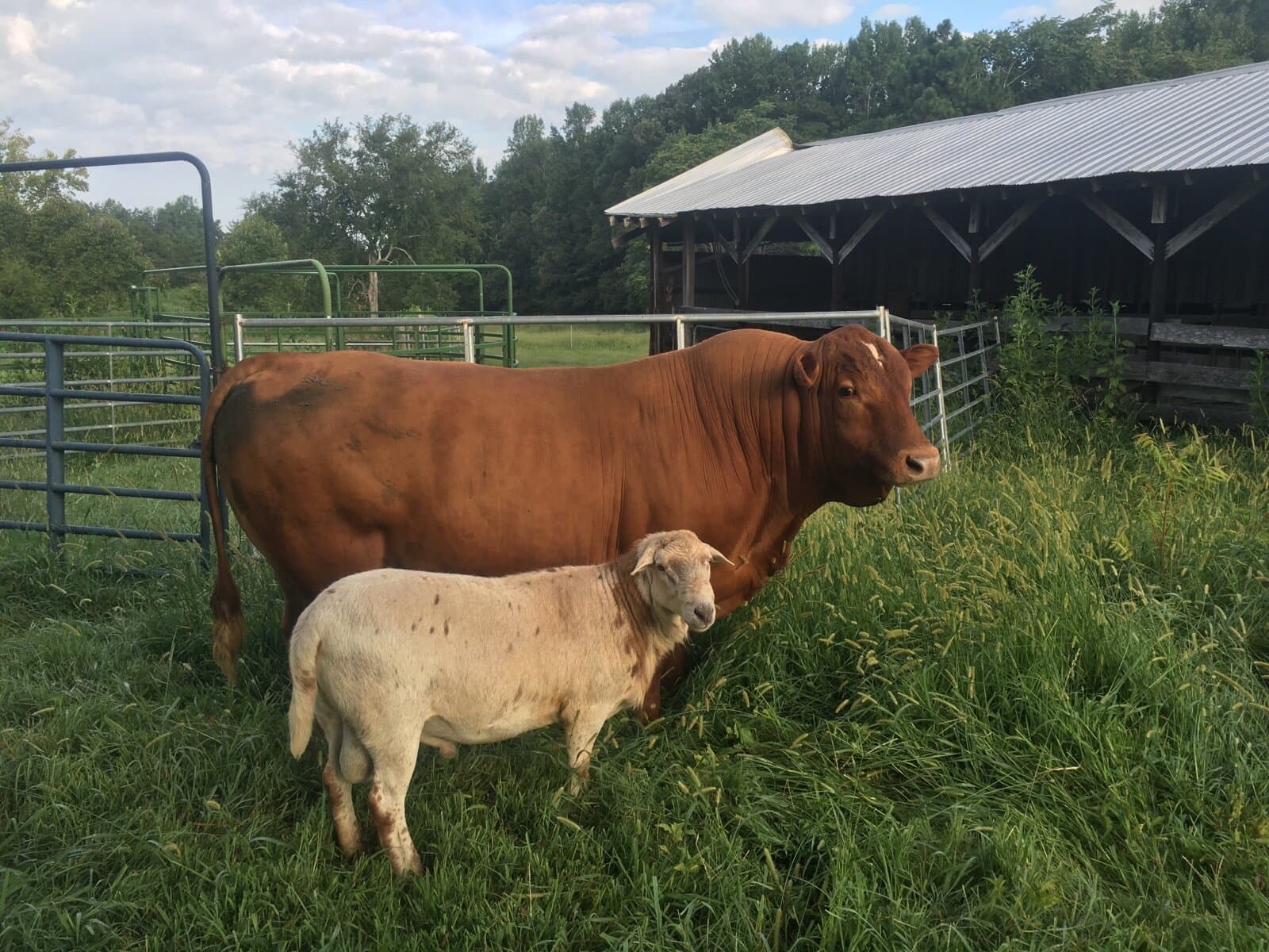 Fickle Creek Farm photo 2
