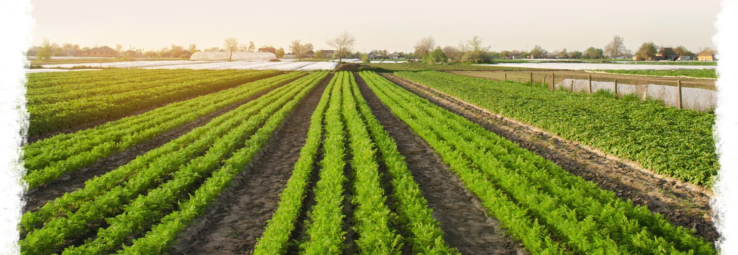 FingerLakes Farms photo 2