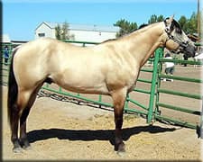 Finley's Mountain Ranch