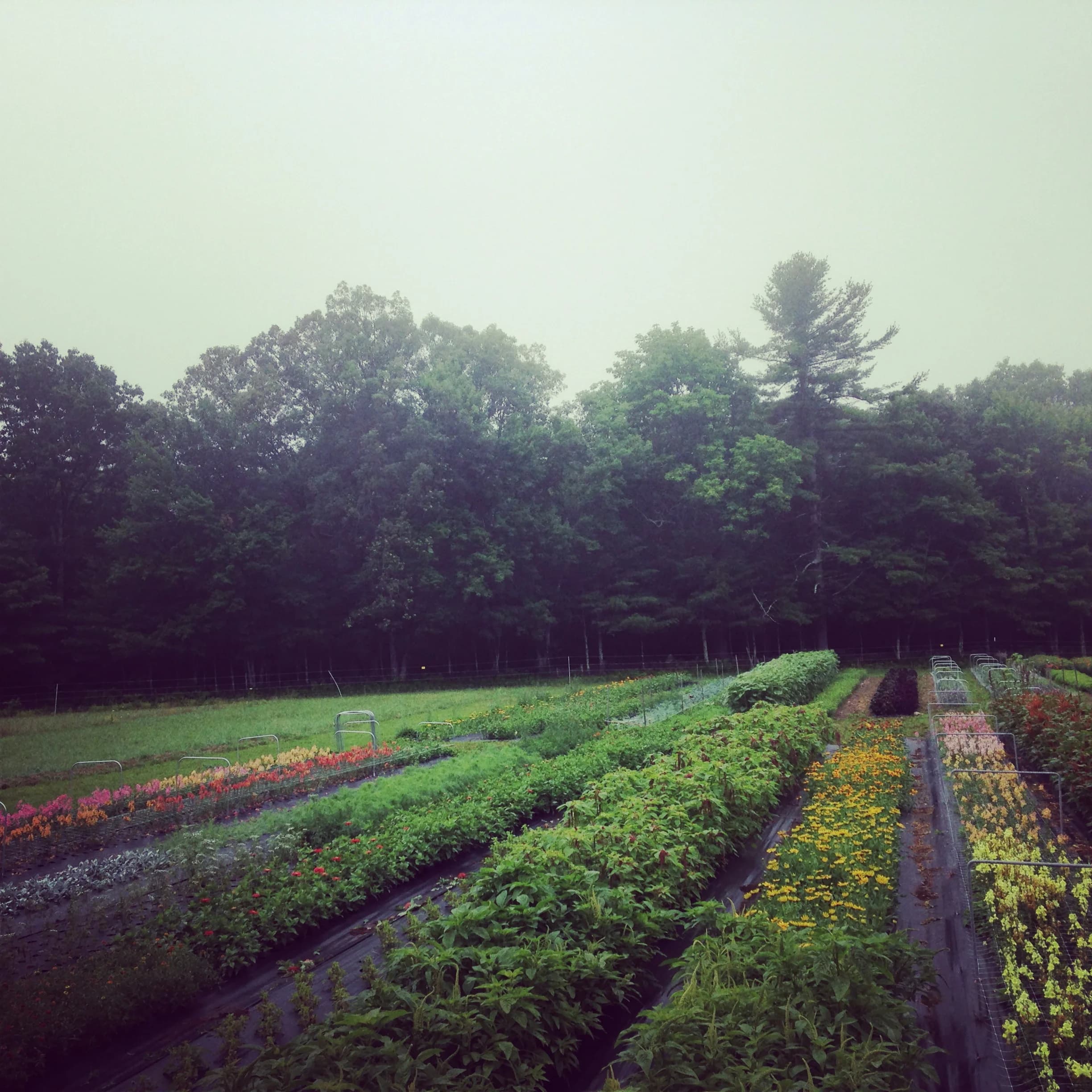 Fivefork Flower Farm photo 2