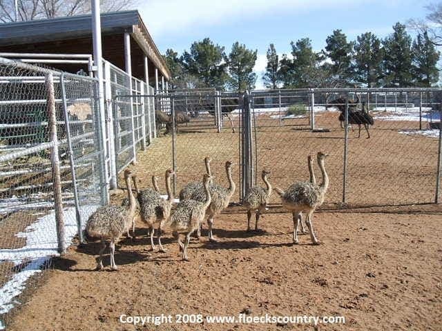 Floeck's Country Ostrich Emu