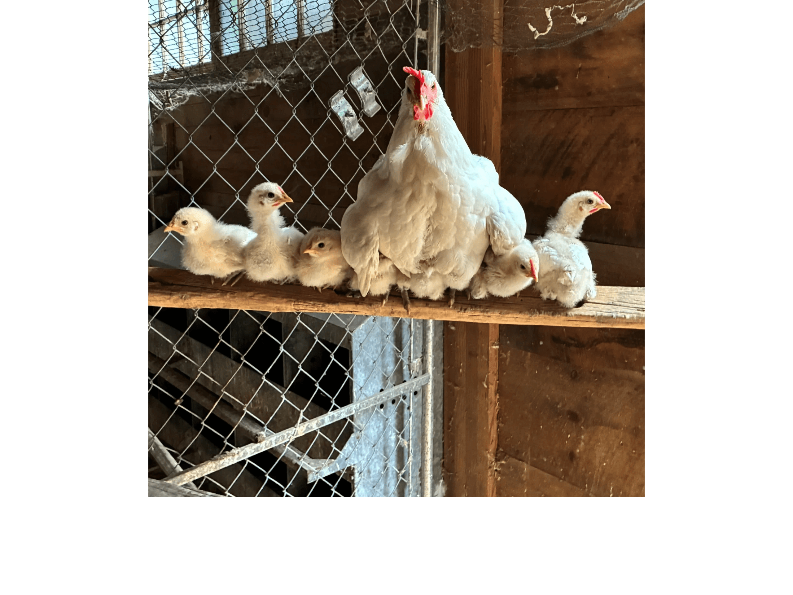 Flying M Farm