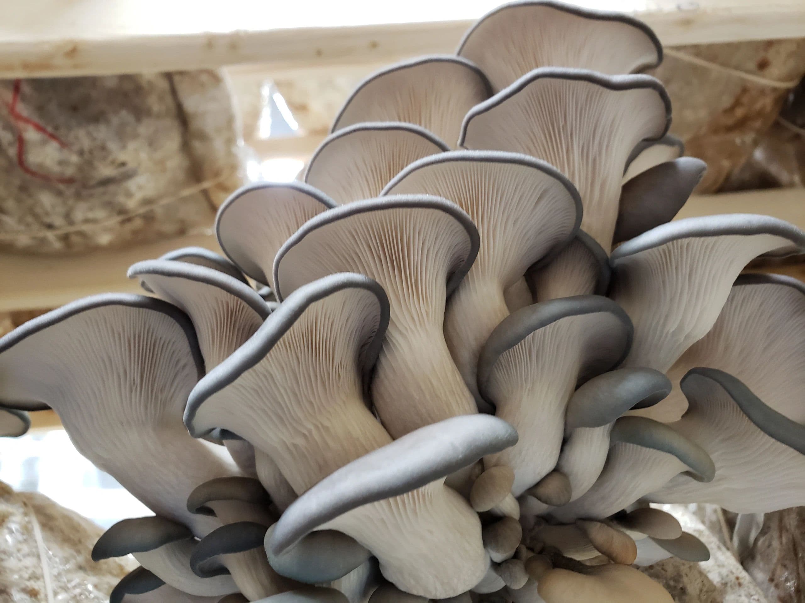 FNG Mushroom Company photo 2