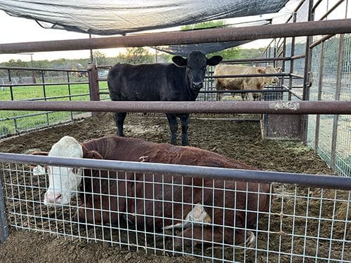 Fort Rock Farms photo 2