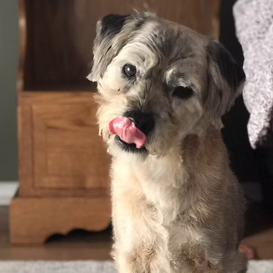 Four Paws Barkery