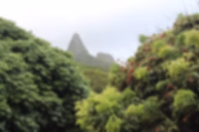 Frankie's Nursery LLC-Tropical Fruit Trees Specialist