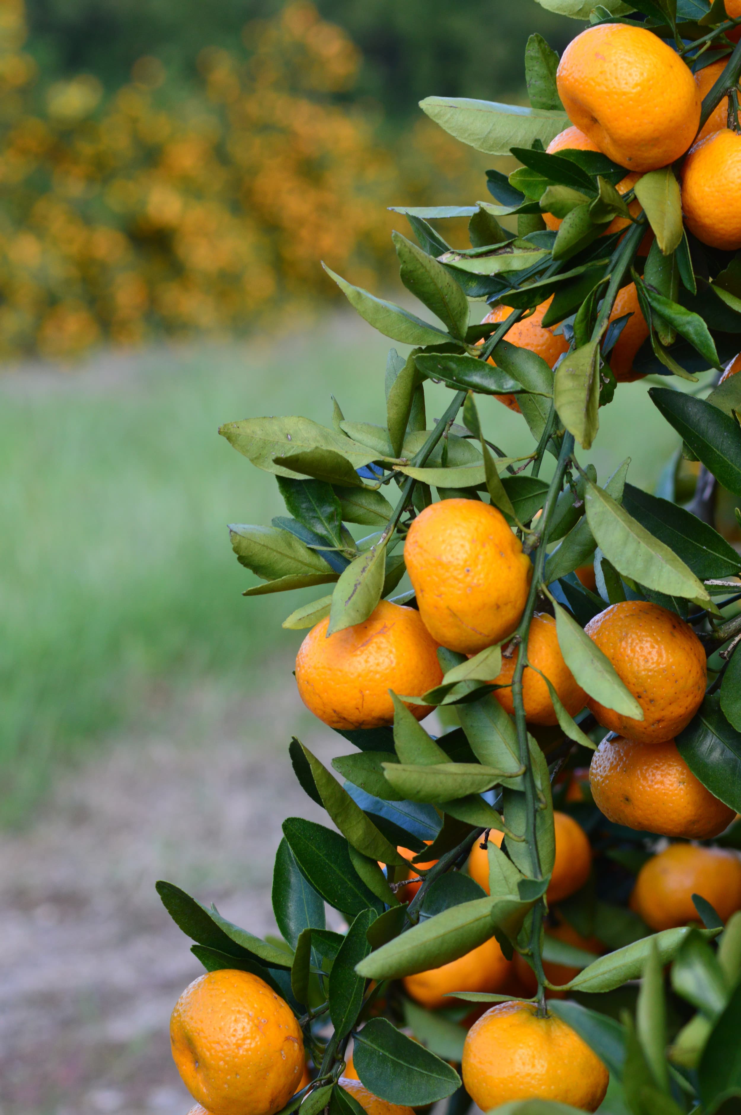 Franklin Citrus photo 2